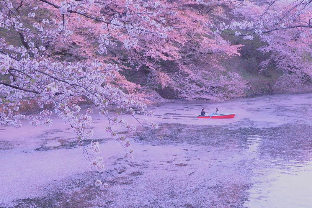 千代田のさくらまつり」千鳥ヶ淵緑道や靖国神社周辺で開催、夜桜