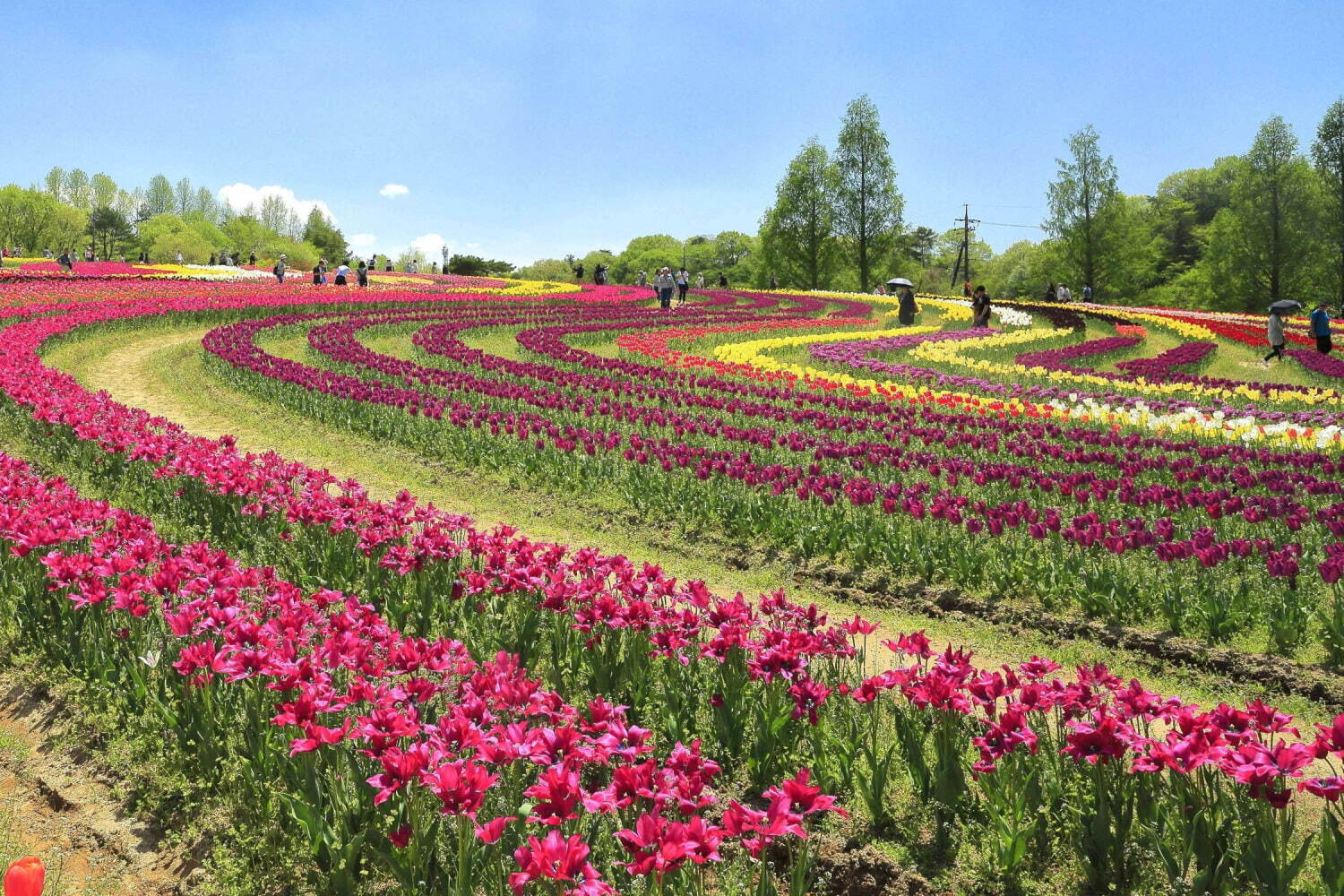 広島・世羅高原農場「チューリップ祭」200品種75万本が咲き誇る絶景、日本最大級の“花絵”も｜写真1