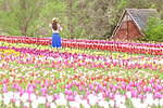 広島・世羅高原農場「チューリップ祭」200品種75万本が咲き誇る絶景、日本最大級の“花絵”も｜写真3