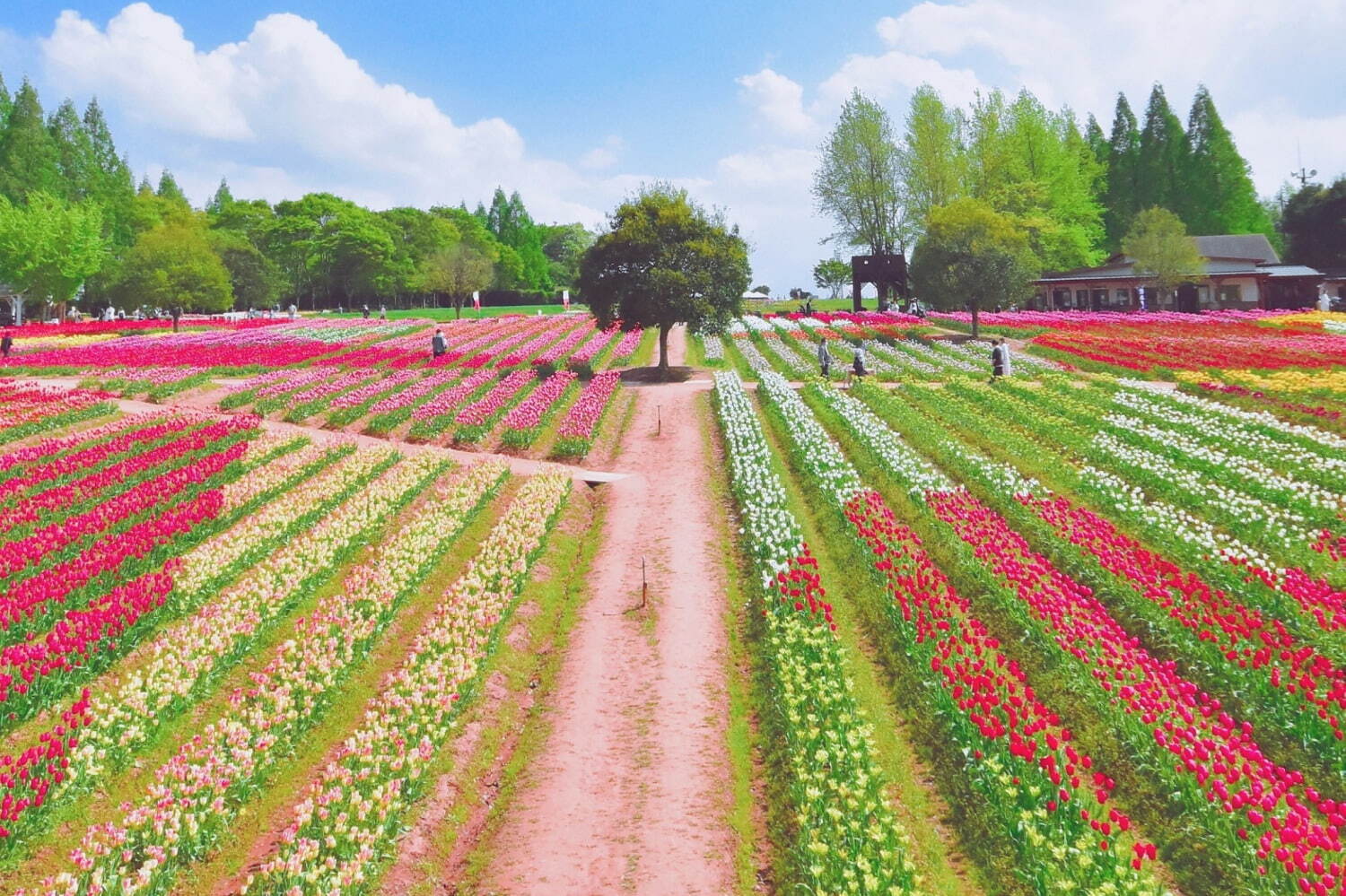広島・世羅高原農場「チューリップ祭」200品種75万本が咲き誇る絶景、日本最大級の“花絵”も｜写真2