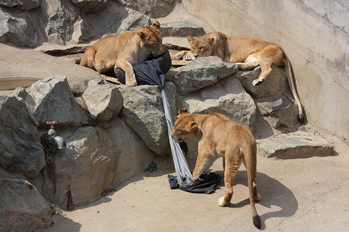 ライオンやトラ、クマが作ったダメージデニム！？世界にひとつの「ZOO JEANS」誕生 | 写真