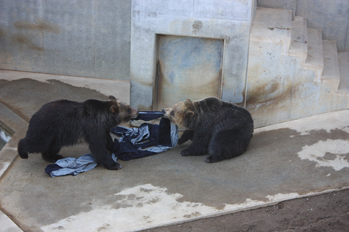 ライオンやトラ、クマが作ったダメージデニム！？世界にひとつの「ZOO JEANS」誕生｜写真10