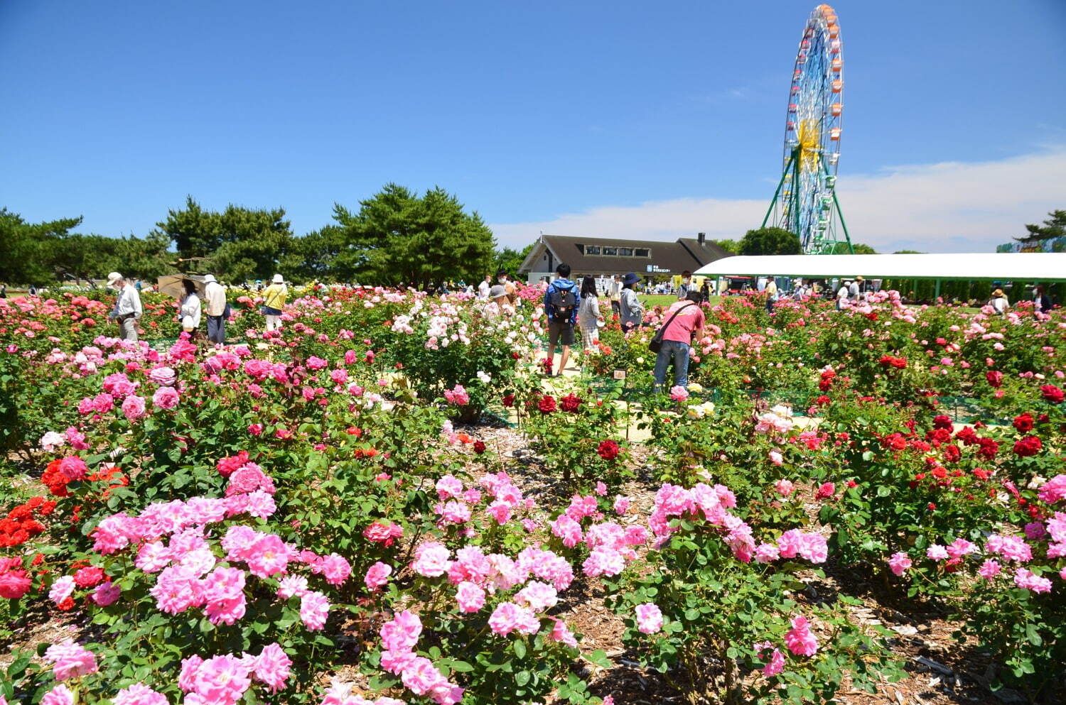 茨城・国営ひたち海浜公園「ネモフィラ」約530万本による青一色の絶景、チューリップなど春の花々も｜写真14