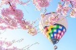 「さがみ湖桜まつり」“2,500本の桜を楽しむ”お花見イベント、夜桜ライトアップ＆桜メニューも｜写真12