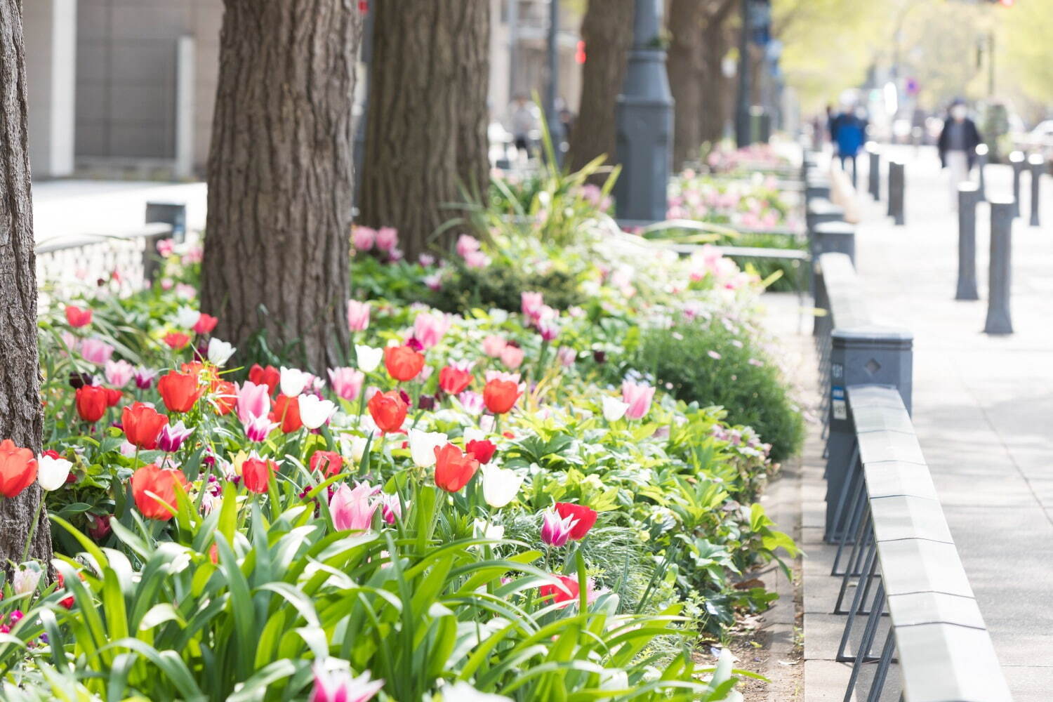 「ガーデンネックレス横浜2024」街歩きを楽しむフラワーイベント、みなとみらいの桜並木やチューリップ｜写真7