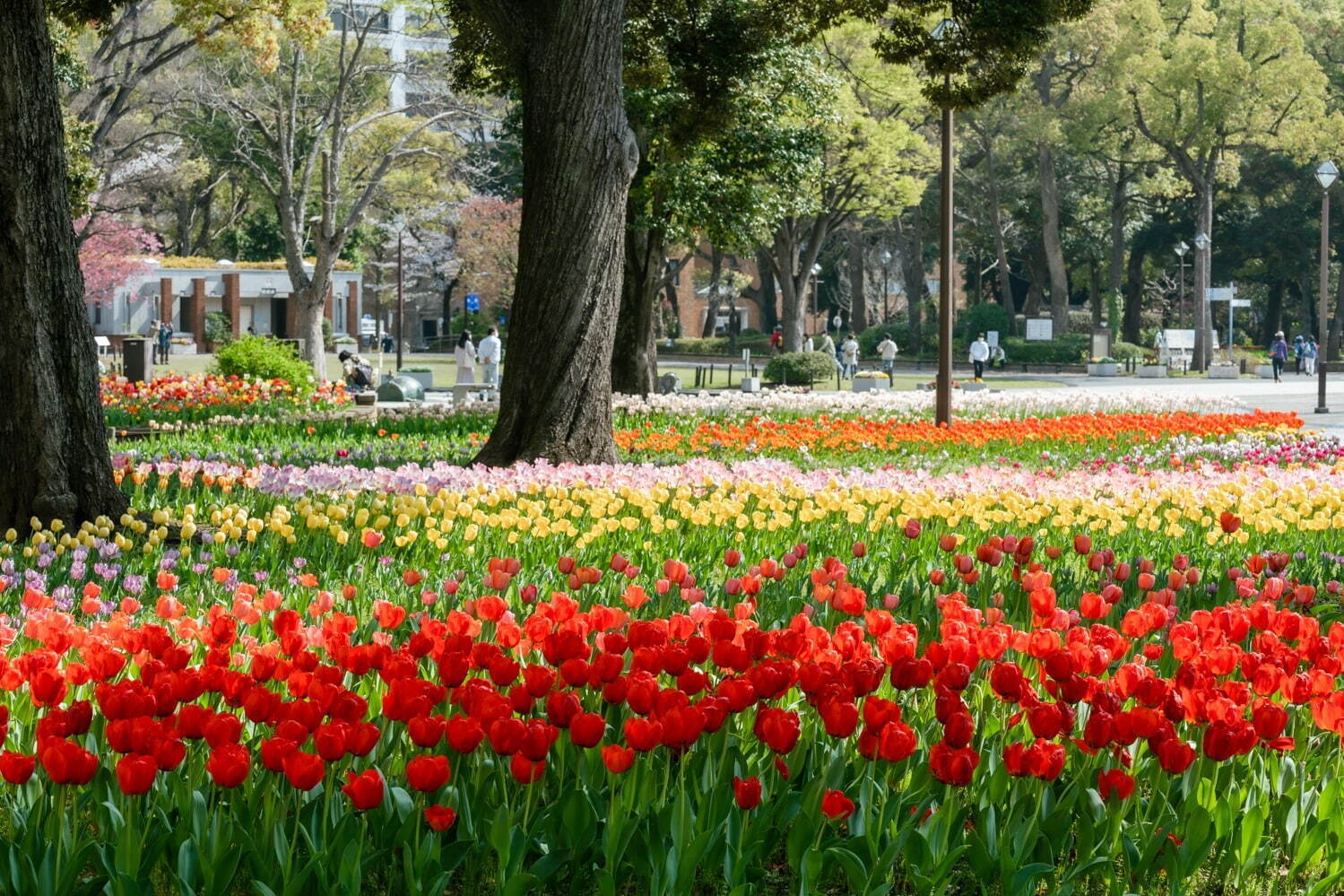 「ガーデンネックレス横浜2024」街歩きを楽しむフラワーイベント、みなとみらいの桜並木やチューリップ｜写真10
