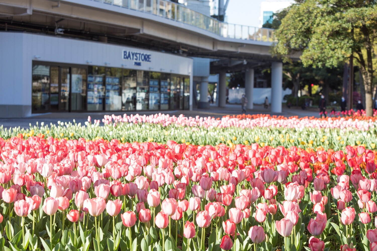 「ガーデンネックレス横浜2024」街歩きを楽しむフラワーイベント、みなとみらいの桜並木やチューリップ｜写真8