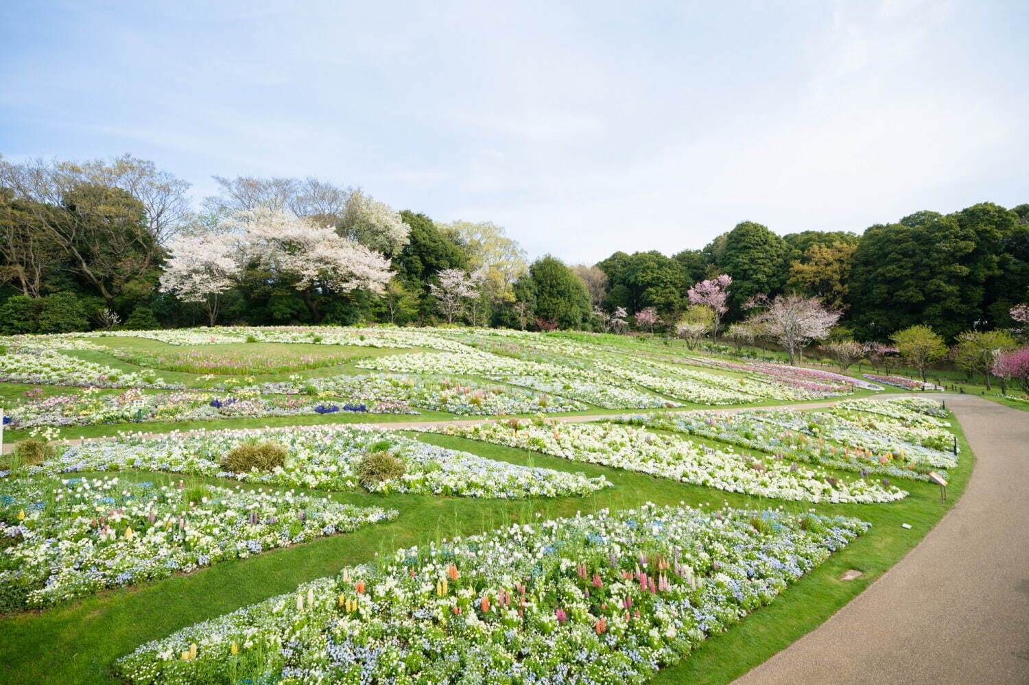 「ガーデンネックレス横浜2024」街歩きを楽しむフラワーイベント、みなとみらいの桜並木やチューリップ｜写真3