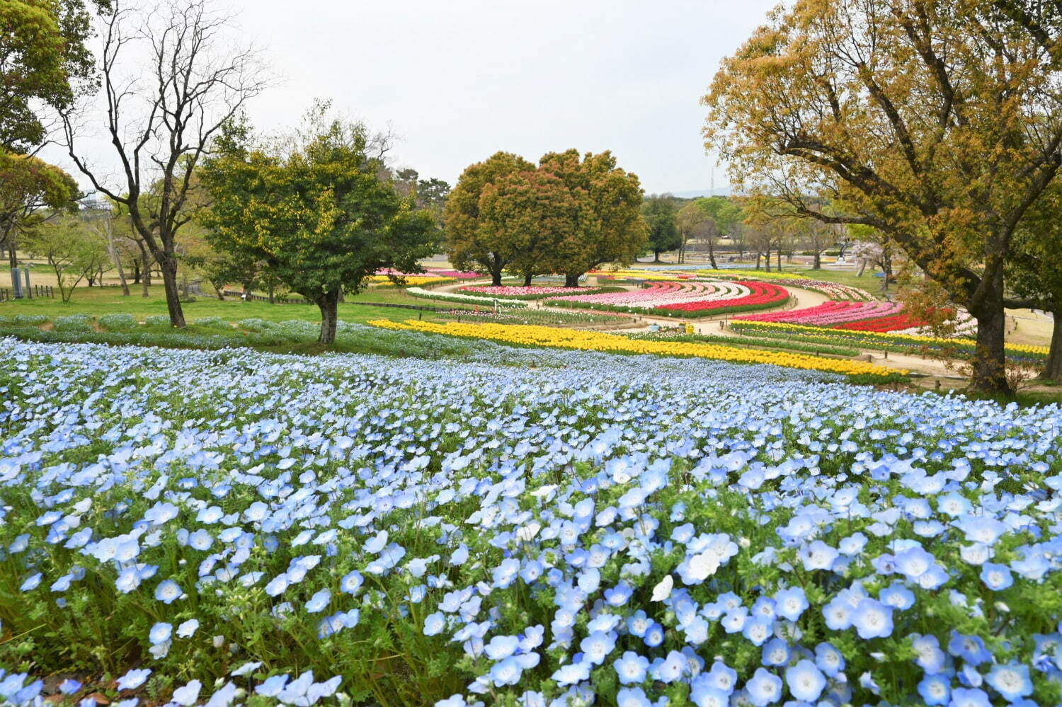 「チューリップフェスタ」約8万本のチューリップが大阪・万博記念公園に、ネモフィラやポピーの花も｜写真8