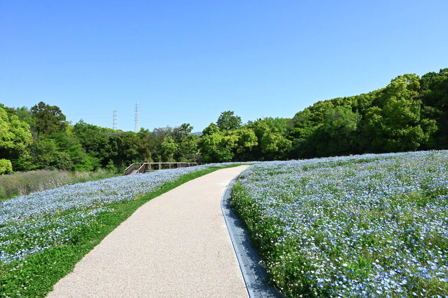 「チューリップフェスタ」約8万本のチューリップが大阪・万博記念公園に、ネモフィラやポピーの花も｜写真7