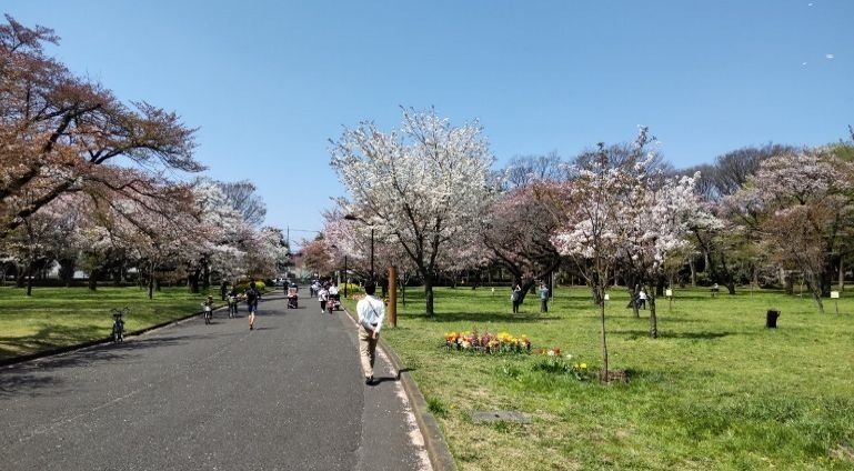 「花と光のムーブメント」小金井公園など都内3か所で、約1,400本の桜やネモフィラ×ライトアップ｜写真6
