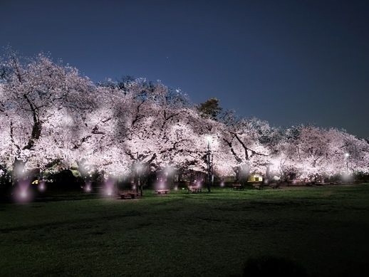 「花と光のムーブメント」小金井公園など都内3か所で、約1,400本の桜やネモフィラ×ライトアップ｜写真3