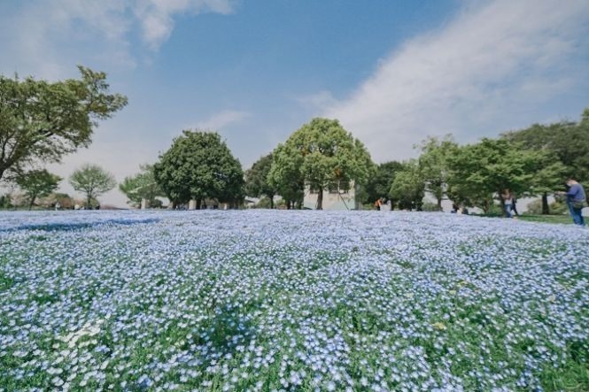 「花と光のムーブメント」小金井公園など都内3か所で、約1,400本の桜やネモフィラ×ライトアップ｜写真13
