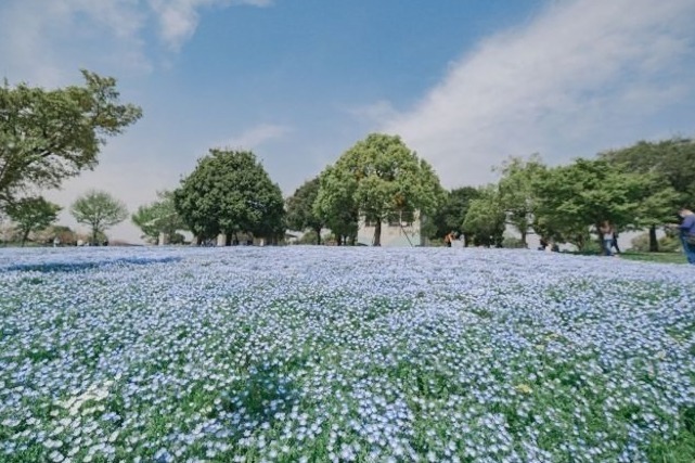 桜スイーツ｜「花と光のムーブメント」小金井公園など都内3か所で、約1,400本の桜やネモフィラ×ライトアップ