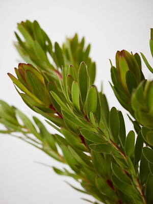 ワランス(WALANCE) 2024年夏ウィメンズコレクション  - 写真43