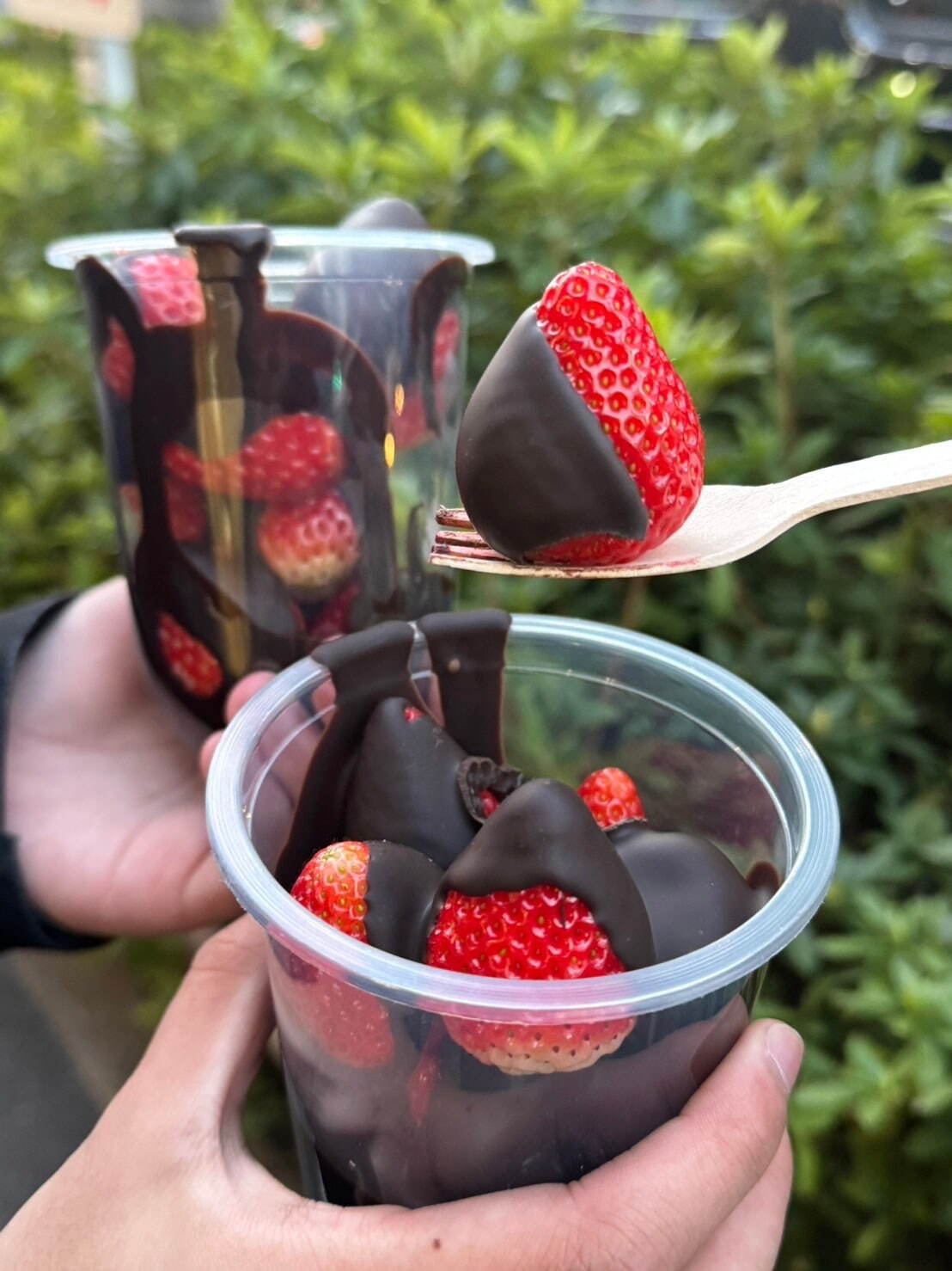 choco様専用 （春鹿テリーヌ ドゥ ショコラ（箱入、エスコヤマ様