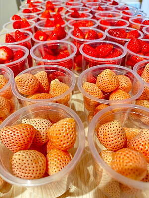 本格いちごチョコ専門店「ストロベリーチョコ」原宿に、生チョコとろける国産苺スイーツ｜写真1