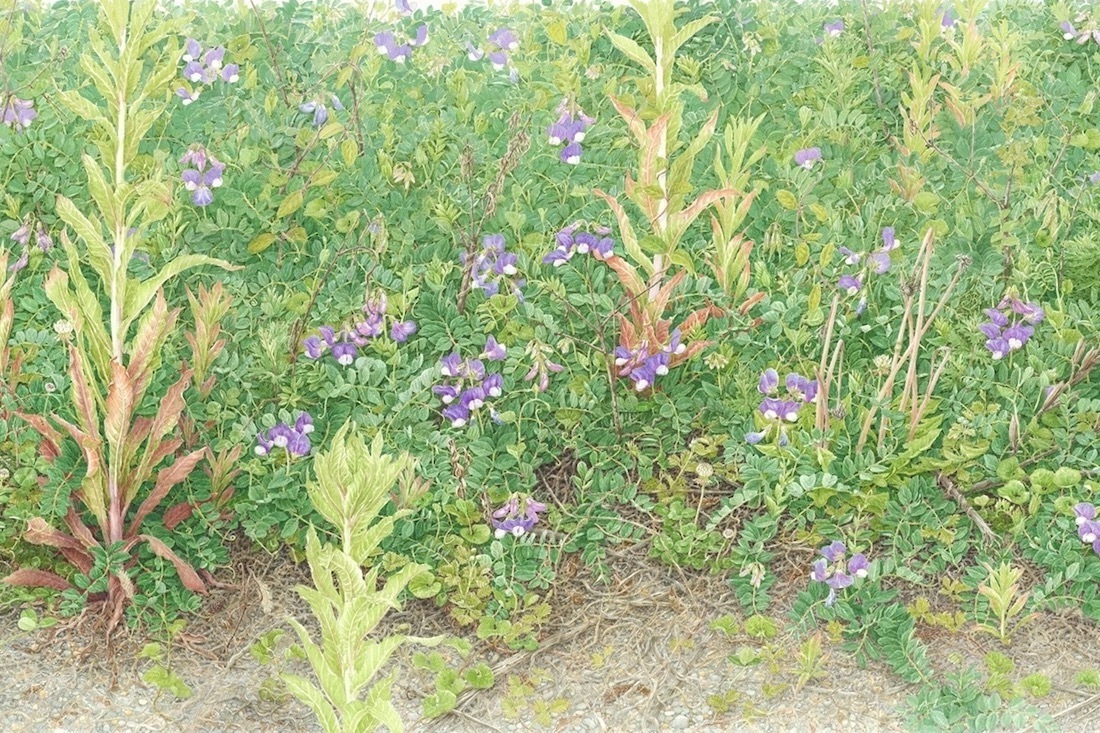 水彩画｜企画展「大地に耳をすます 気配と手ざわり」東京都美術館で、“自然と人の関係性”5人の現代作家を紹介
