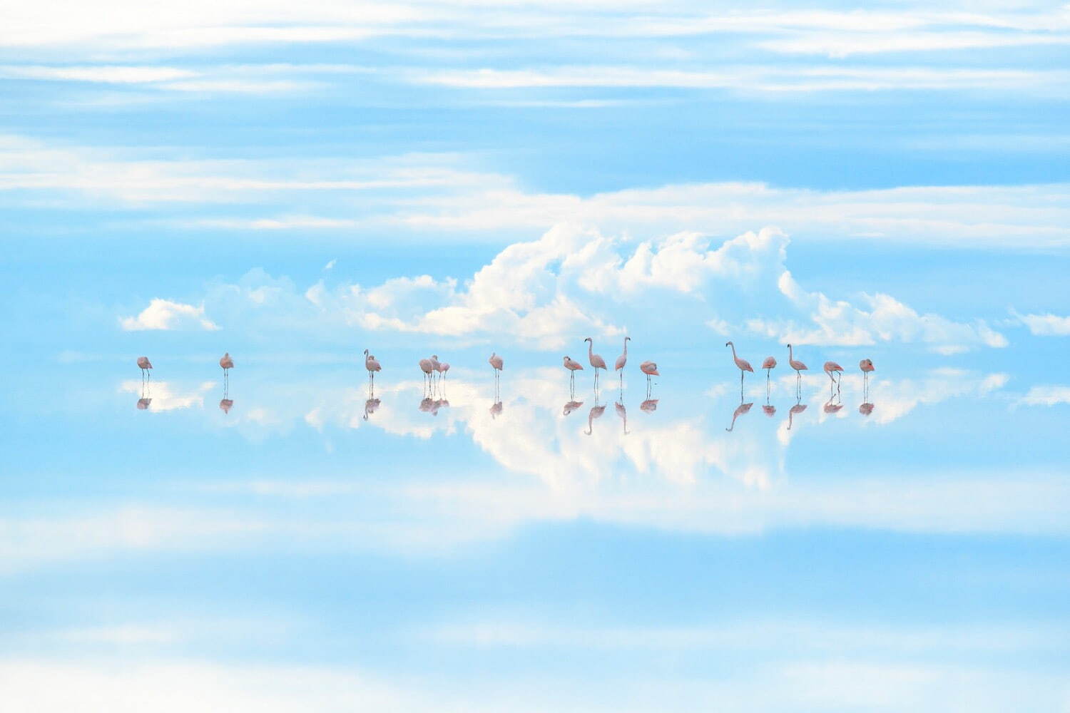 高砂淳二 《フラミンゴ(ボリビア)》
©Junji Takasago