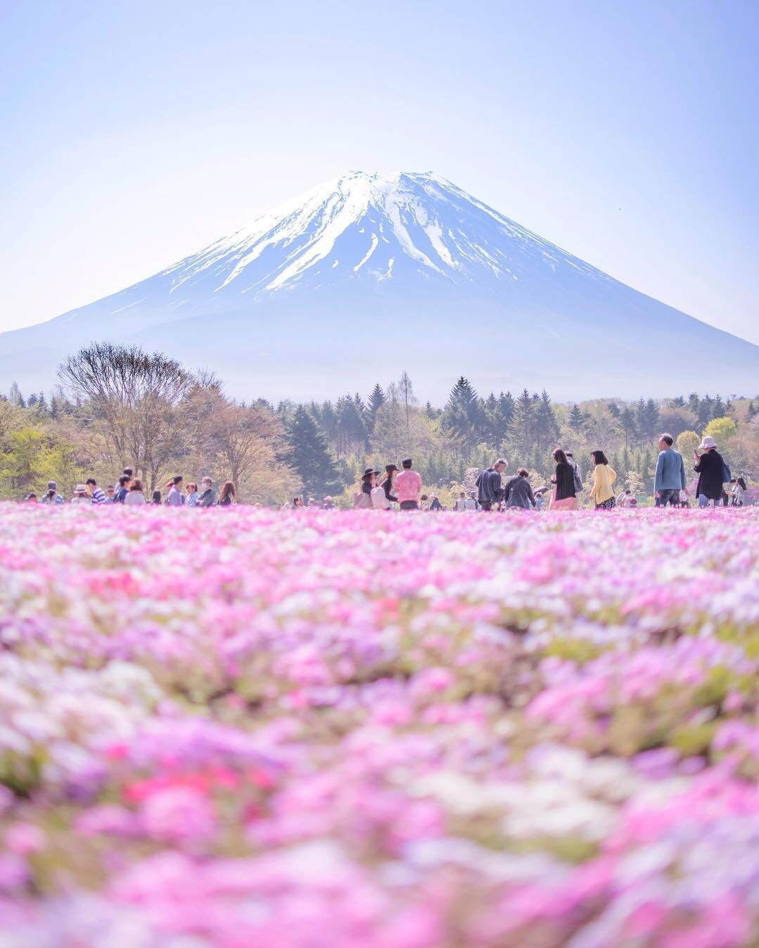 富士山麓の春の風物詩「富士芝桜まつり」約50万株の芝桜咲く絶景お花見イベント、山梨・富士河口湖で｜写真3