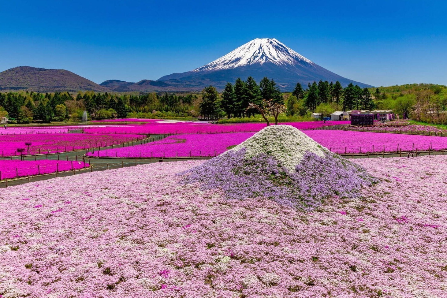 信玄餅｜富士山麓の春の風物詩「富士芝桜まつり」約50万株の芝桜咲く絶景お花見イベント、山梨・富士河口湖で
