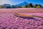 富士山麓の春の風物詩「富士芝桜まつり」約50万株の芝桜咲く絶景お花見イベント、山梨・富士河口湖で｜写真5