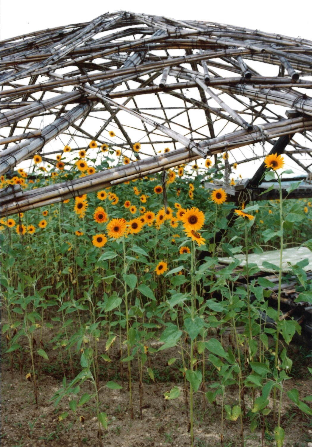 「竹のドーム」(建築ワークショップ「天空の息ー竹の家」より)
画像提供:Madada