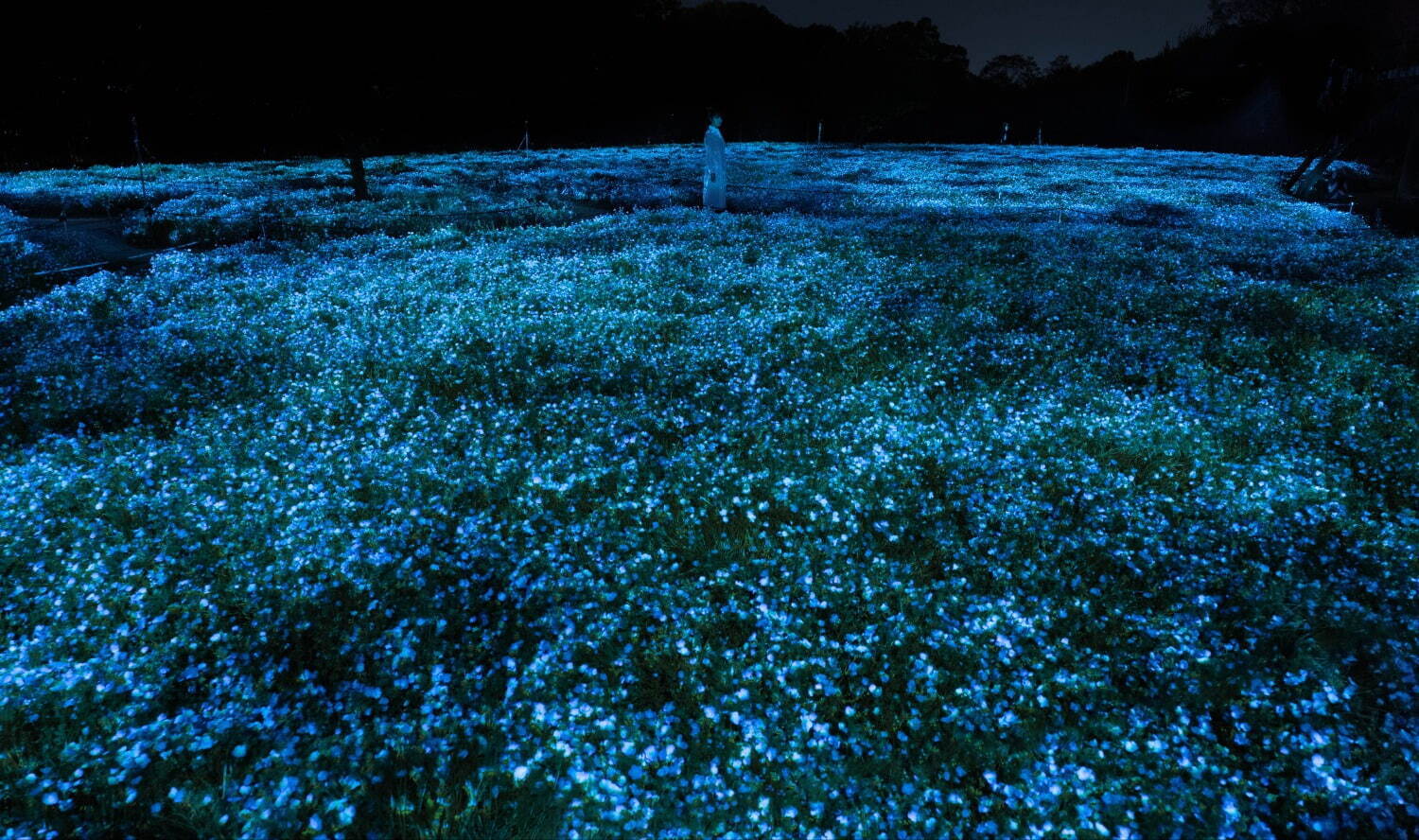 チームラボ《生命は闇に浮かぶまたたく光 - ネモフィラ》2023年
Interactive Digitized Nature, Sound: Hideaki Takahashi © teamLab, courtesy Pace Gallery