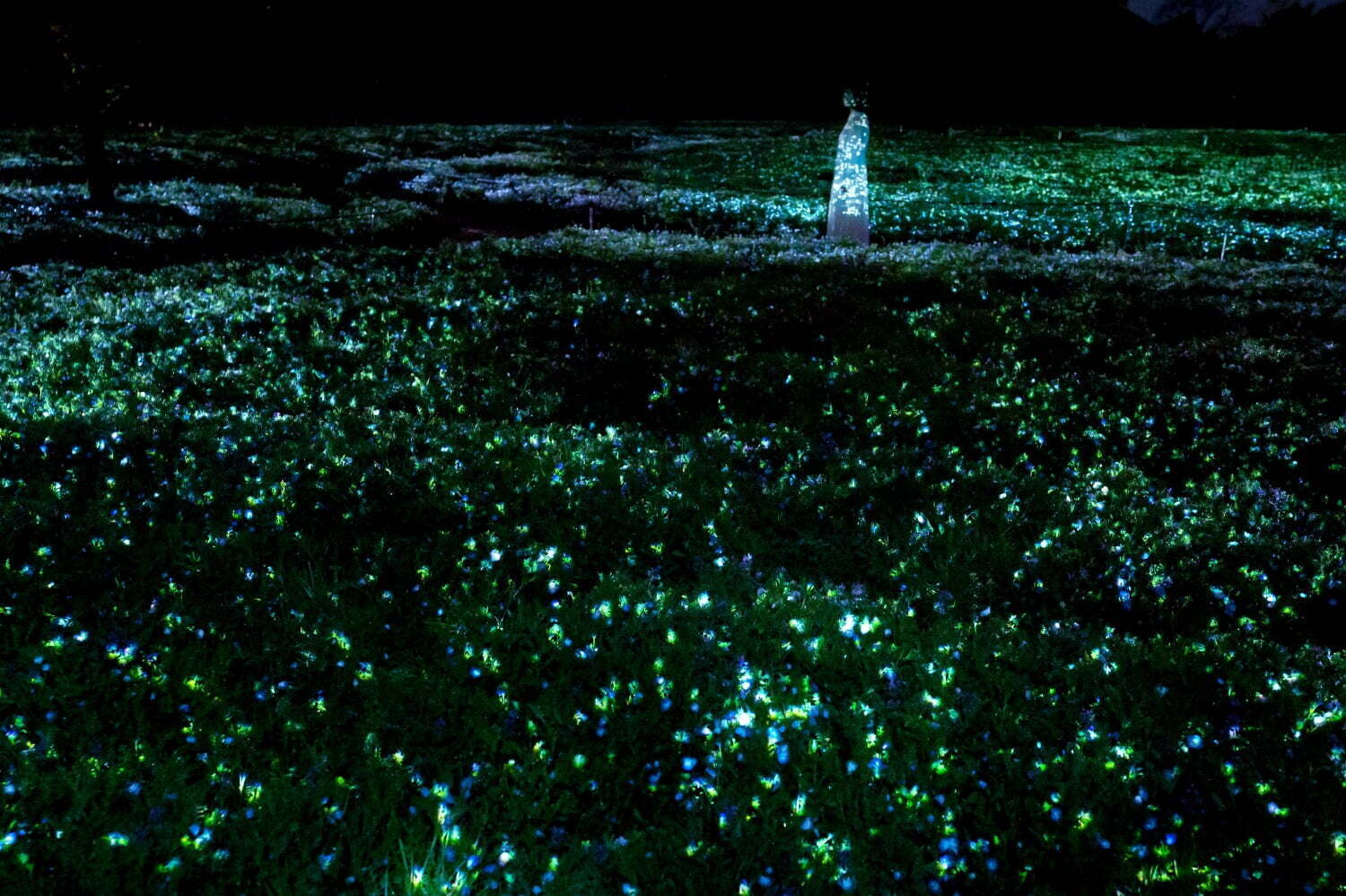 「チームラボ ボタニカルガーデン 大阪」ネモフィラの花が輝く展示、夜の植物園で光＆音が伝播