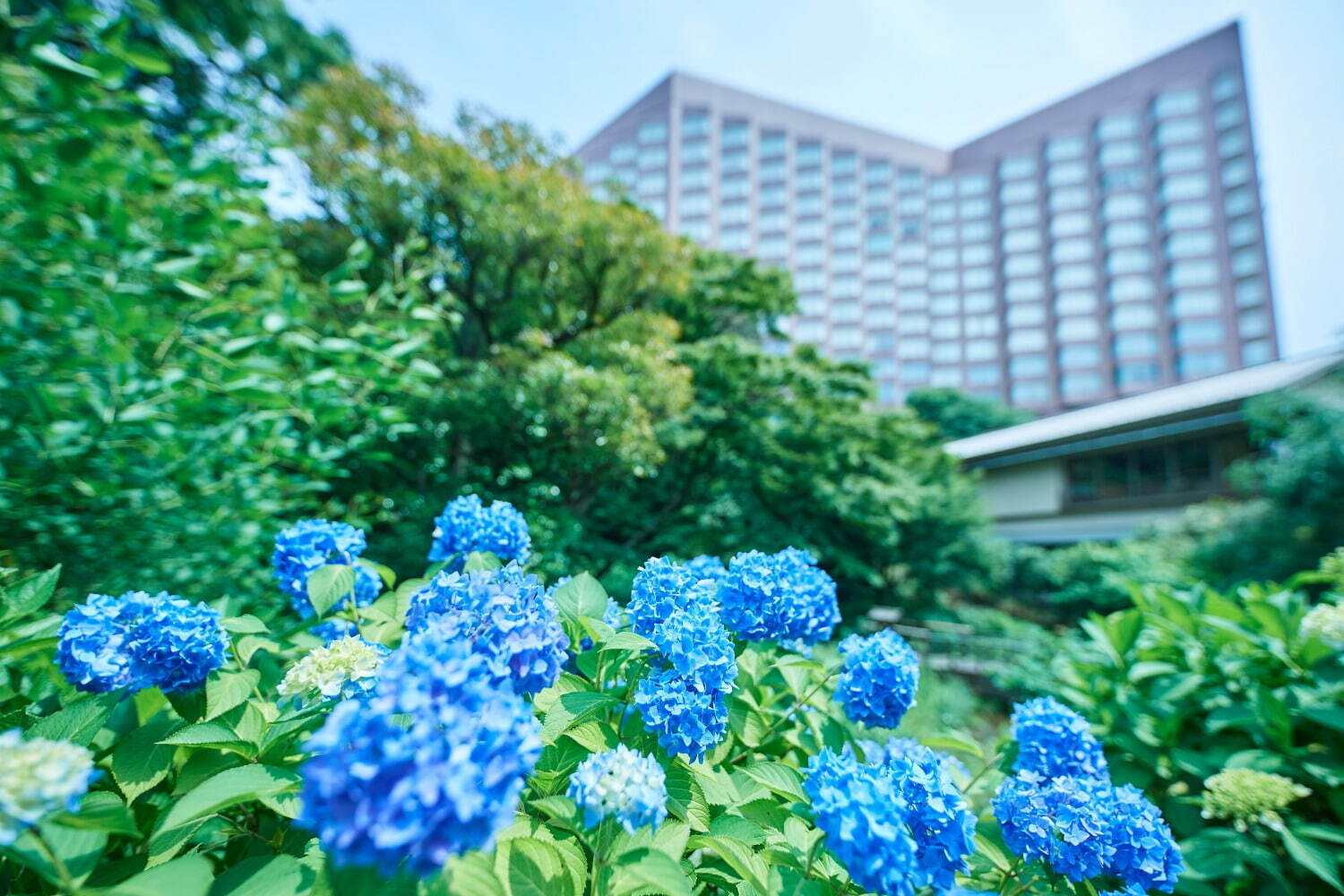 ホテル椿山荘東京、可憐な紫陽花が水に漂う庭園演出「紫陽花の花手水」紫陽花モチーフの限定スイーツも｜写真2