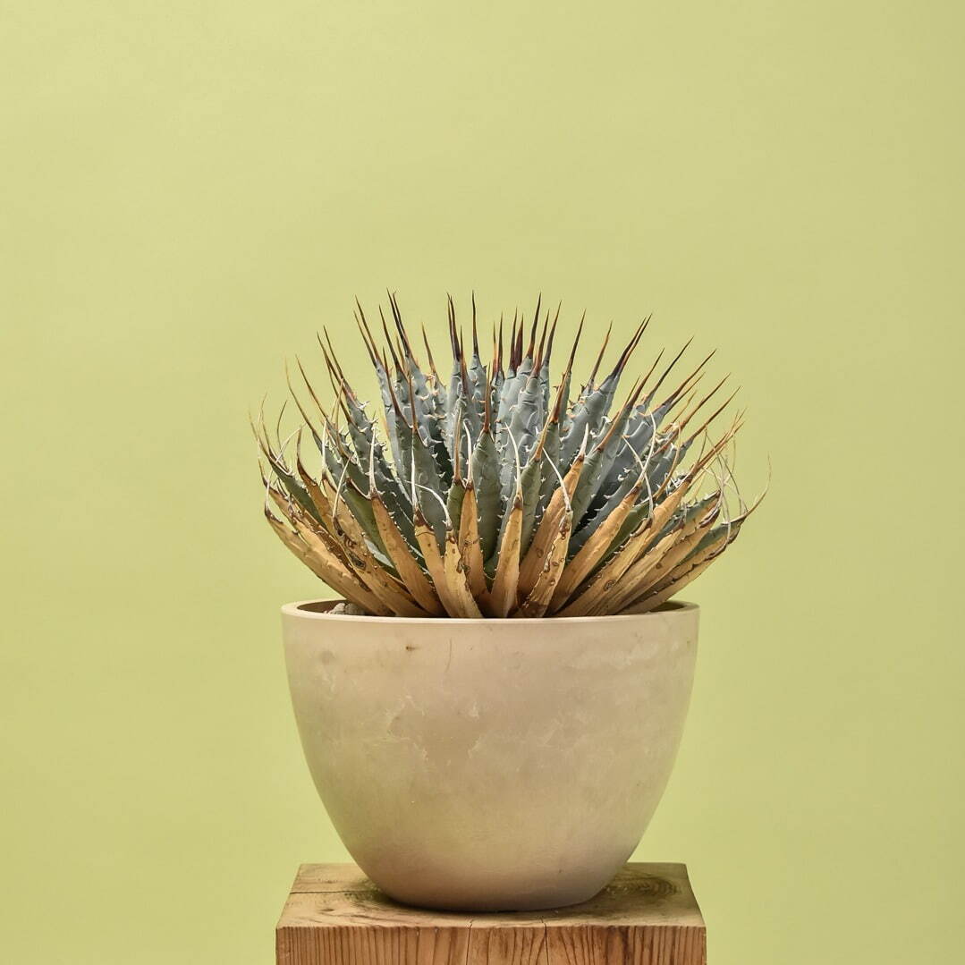 植物ショップ「ラフラム」希少な“ぽってり”塊根植物が集結、ジェイアール名古屋タカシマヤに初出店｜写真4