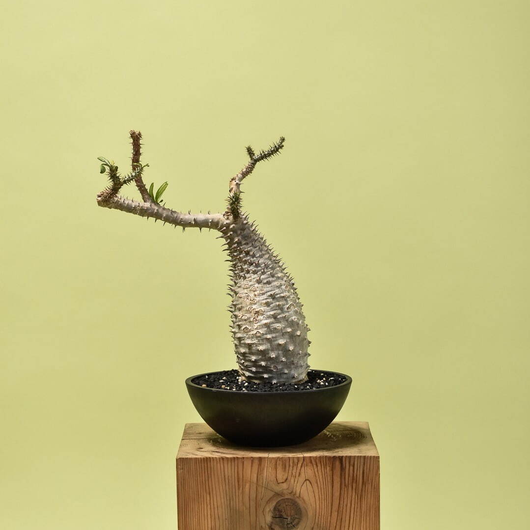 植物ショップ「ラフラム」希少な“ぽってり”塊根植物が集結、ジェイアール名古屋タカシマヤに初出店｜写真6