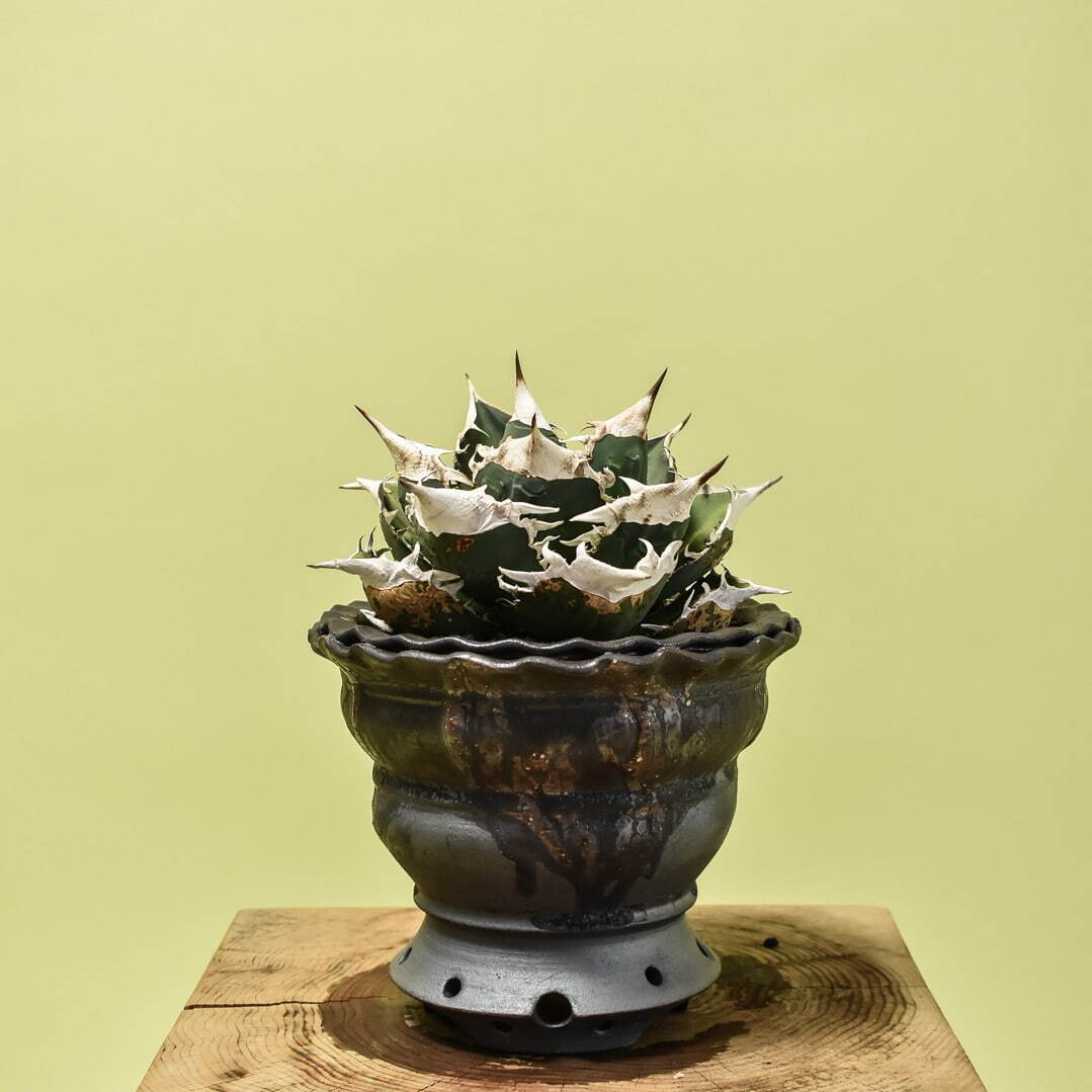 植物ショップ「ラフラム」希少な“ぽってり”塊根植物が集結、ジェイアール名古屋タカシマヤに初出店｜写真2