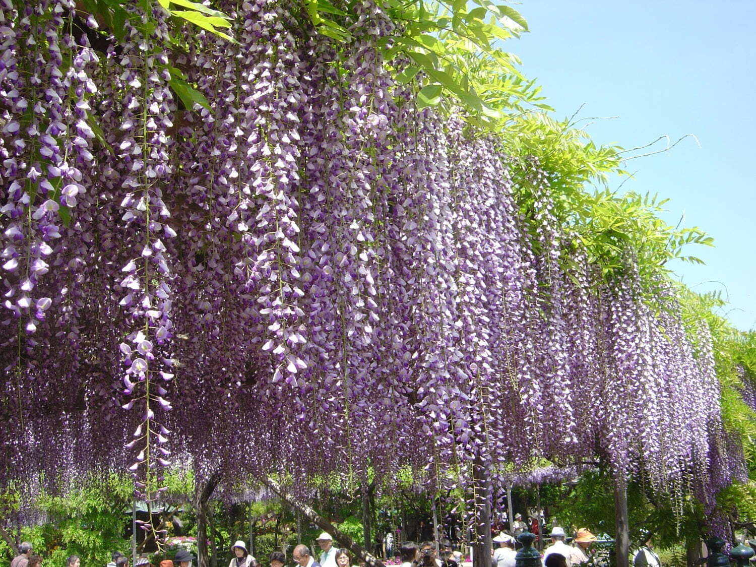 “東京一の藤の名所”亀戸天神「藤まつり」水面に映る50株以上の藤の花、船橋屋では限定くず餅も｜写真1