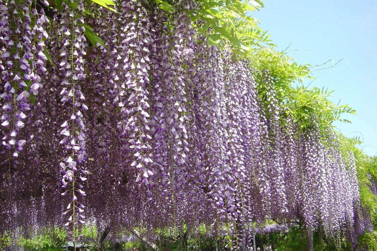 “東京一の藤の名所”亀戸天神「藤まつり」水面に映る50株以上の藤の花、船橋屋では限定くず餅も