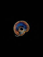 「KYOTOGRAPHIE 京都国際写真祭 2024」ヴィヴィアン・サッセンや川内倫子が出品｜写真5