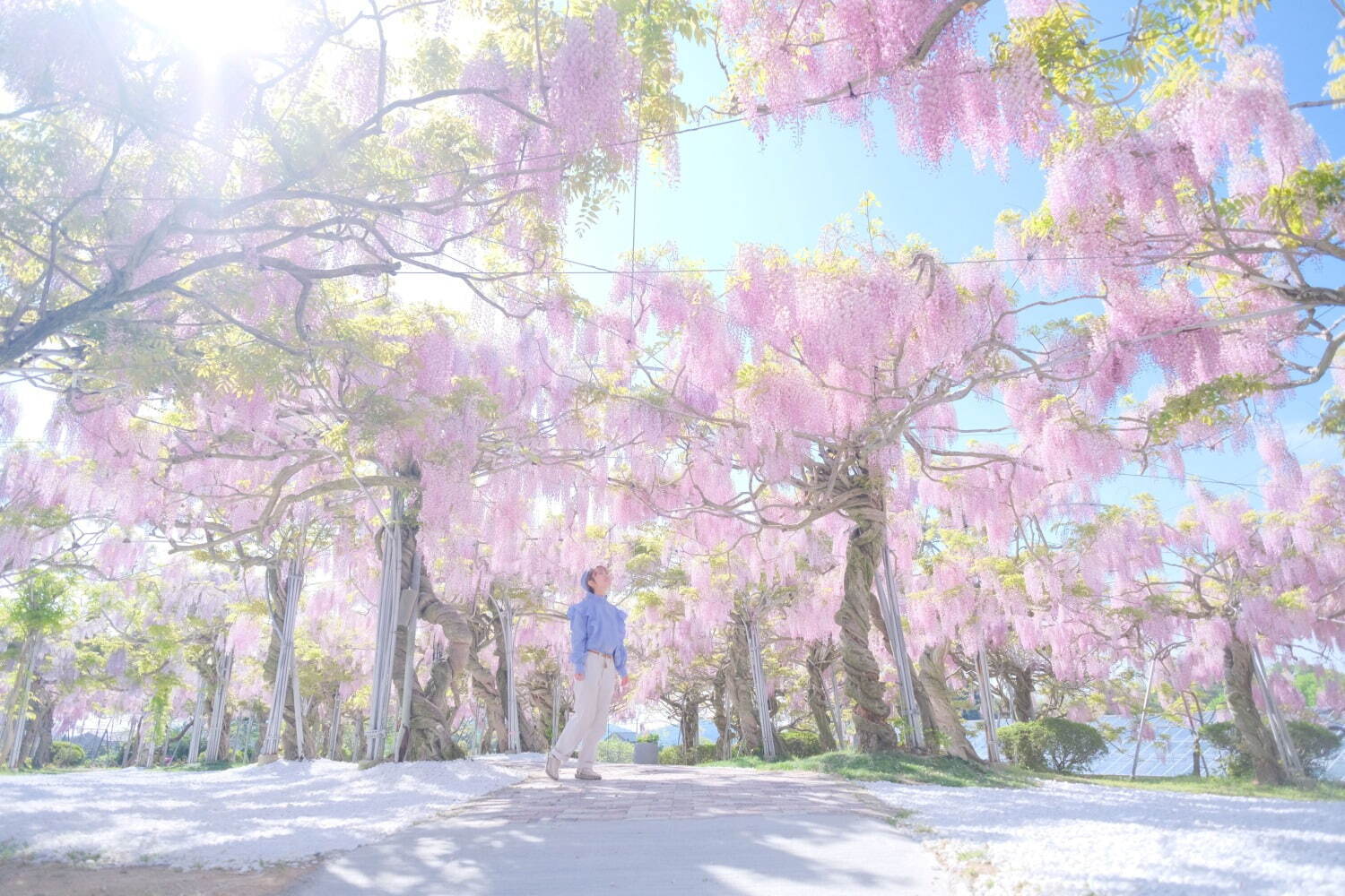 広島・せらふじ園「ふじまつり」“昇り藤”ルピナスなど花咲く柔らかな藤色空間、ライトアップも｜写真3