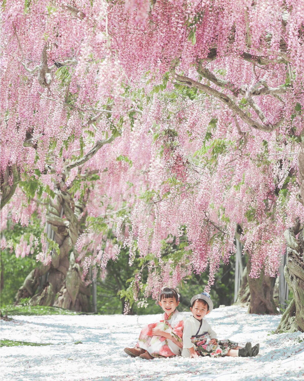 広島・せらふじ園「ふじまつり」“昇り藤”ルピナスなど花咲く柔らかな藤色空間、ライトアップも｜写真2