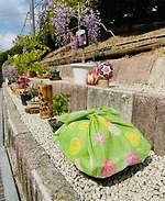 広島・せらふじ園「ふじまつり」“昇り藤”ルピナスなど花咲く柔らかな藤色空間、ライトアップも｜写真12