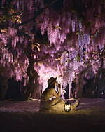 広島・せらふじ園「ふじまつり」“昇り藤”ルピナスなど花咲く柔らかな藤色空間、ライトアップも｜写真7