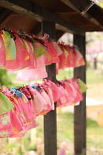 広島・せらふじ園「ふじまつり」“昇り藤”ルピナスなど花咲く柔らかな藤色空間、ライトアップも｜写真8