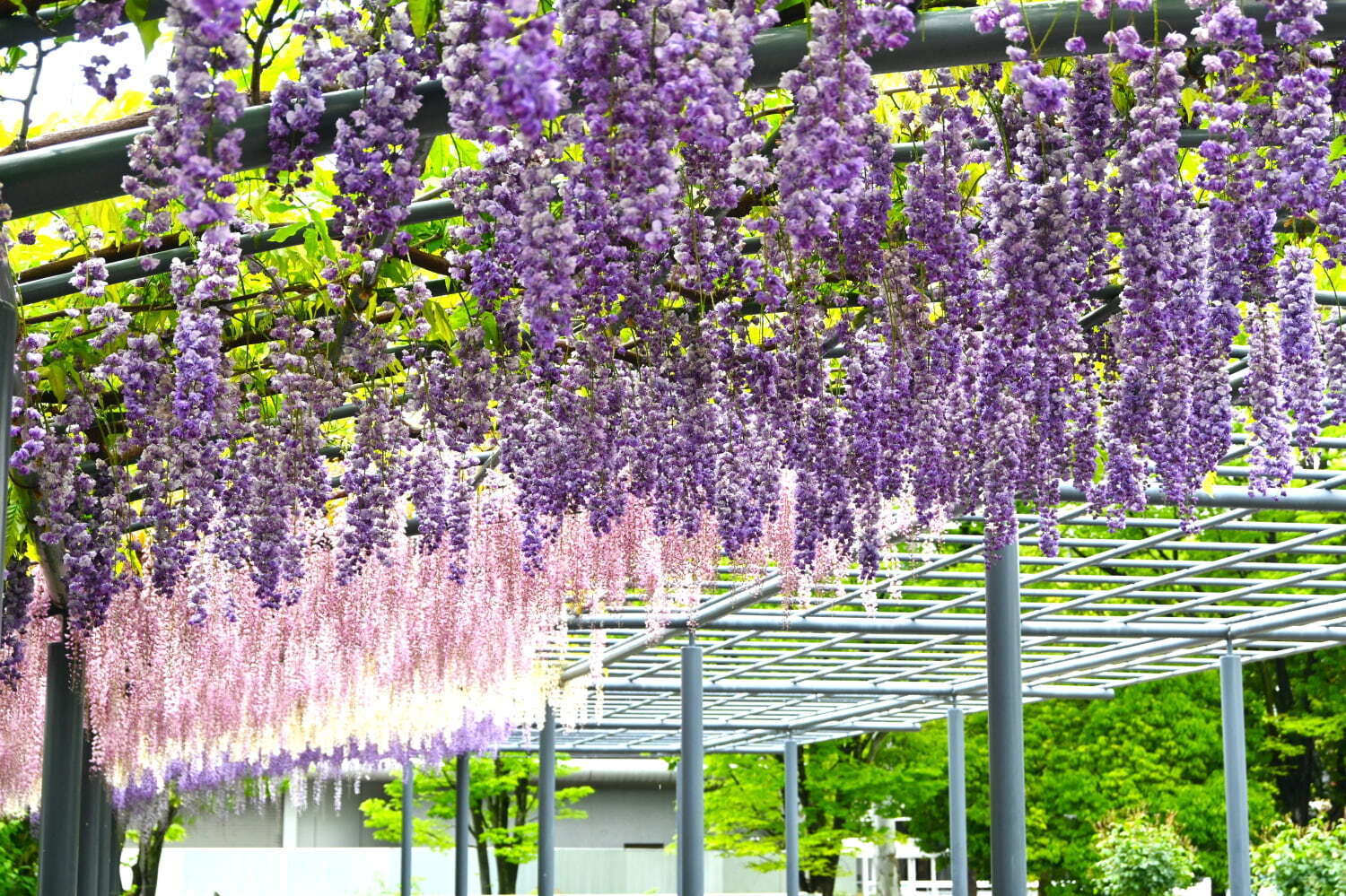 万博記念公園「藤まつり」初開催、約80mにわたる“藤のカーテン”＆“藤の花”イメージ限定スイーツも｜写真6