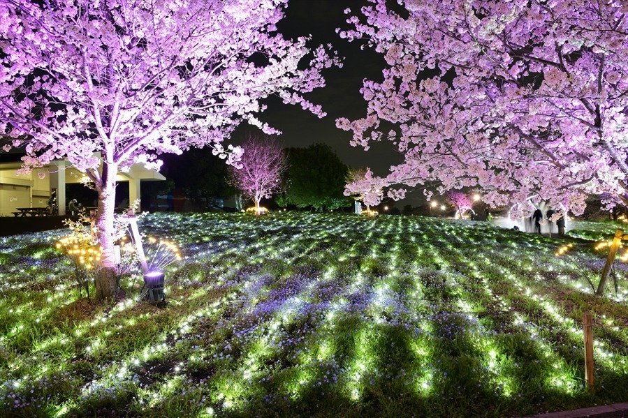 東京・舎人公園「花と光のムーブメント」流水を表現したライトアップ、一面ブルーのネモフィラ花壇も｜写真6
