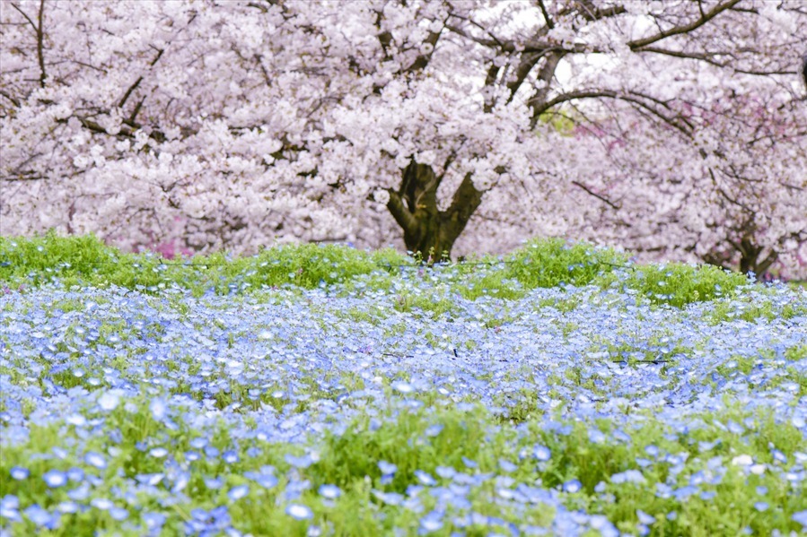東京・舎人公園「花と光のムーブメント」流水を表現したライトアップ、一面ブルーのネモフィラ花壇も｜写真4