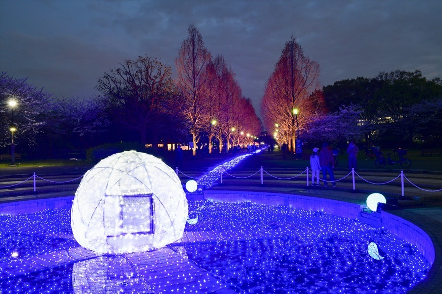 東京・舎人公園「花と光のムーブメント」流水を表現したライトアップ、一面ブルーのネモフィラ花壇も｜写真9