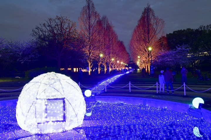 東京・舎人公園「花と光のムーブメント」流水を表現したライトアップ、一面ブルーのネモフィラ花壇も