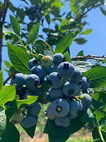 リンツから北海道産大粒ブルーベリー×ホワイトチョコレートの限定ショコラドリンク｜写真5