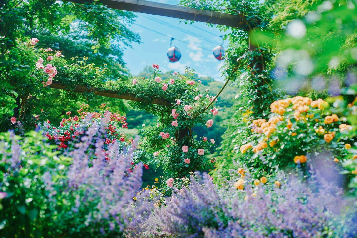 「神戸布引ハーブ園」チューリップやネモフィラが咲き誇る春夏イベント、ローズ＆ラベンダーも見頃に