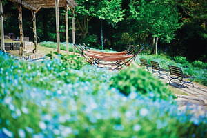 「神戸布引ハーブ園」チューリップやネモフィラが咲き誇る春夏イベント、ローズ＆ラベンダーも見頃に｜写真3