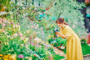 「神戸布引ハーブ園」チューリップやネモフィラが咲き誇る春夏イベント、ローズ＆ラベンダーも見頃に｜写真9